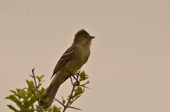Small-Headed Elaenia photo 1