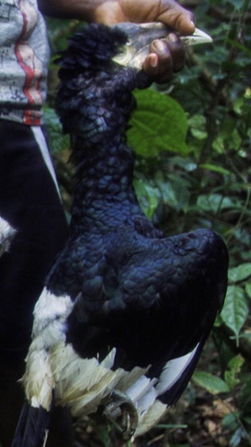 White-thighed Hornbill