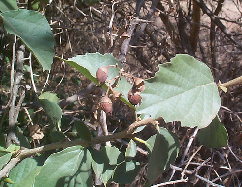 Cordia monoica image