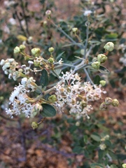 Ceanothus fendleri