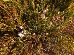 Epacris microphylla