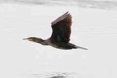 Phalacrocorax carbo