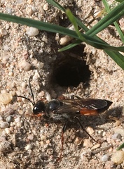 Sphex funerarius