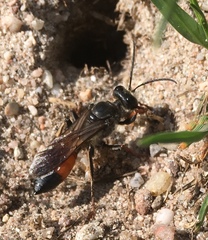 Sphex funerarius