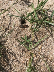 Sphex funerarius