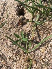 Sphex funerarius