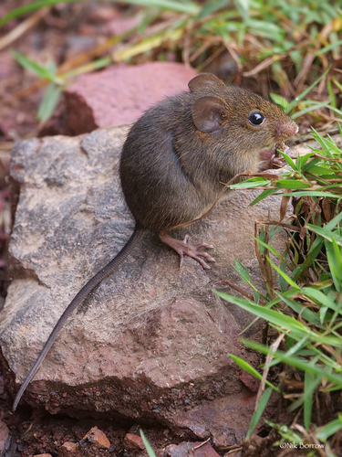 One-striped Forest Mouse (Hybomys univittatus) — Least Concern Mammalia