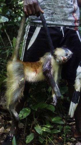 Crowned Monkey