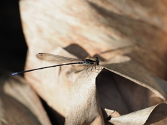 Idiocnemis bidentata