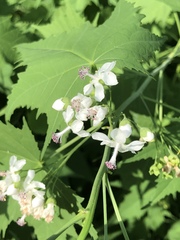 Ripariosida hermaphrodita