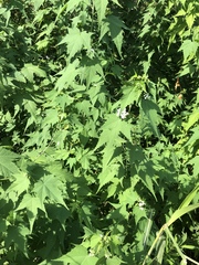 Ripariosida hermaphrodita