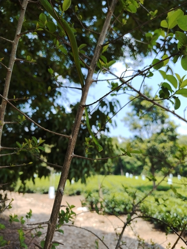 Farnsworth's Vine Snake