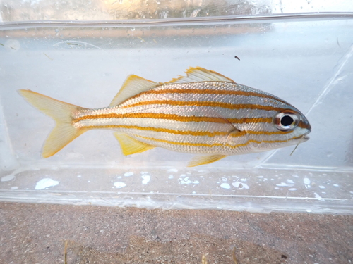 Smallmouth grunt (Haemulon chrysargyreum) — Haemulidae — 2