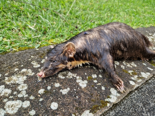 Large-toothed Ferret-badger (Melogale personata)