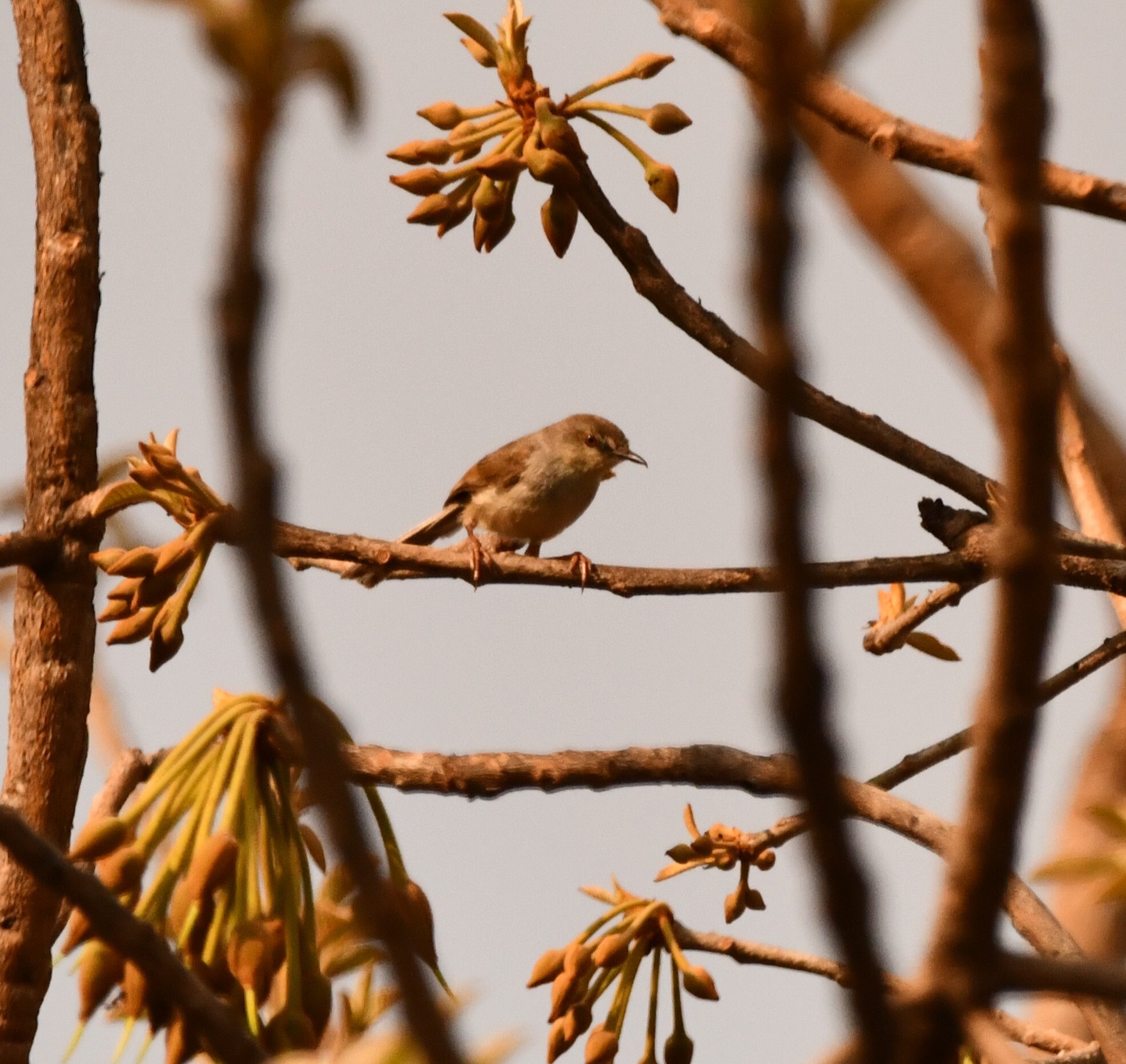 Jungle Prinia illustration