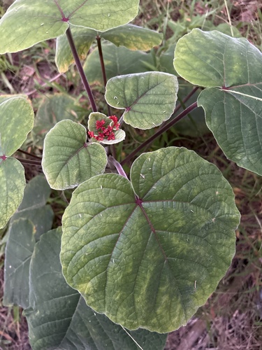 Clerodendrum speciosissimum observed 2025-03-24
