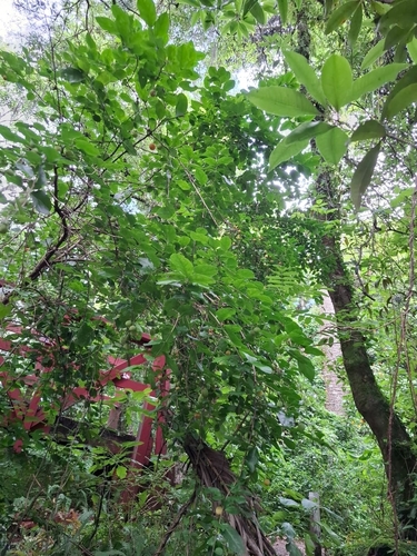 Foto de Aberia