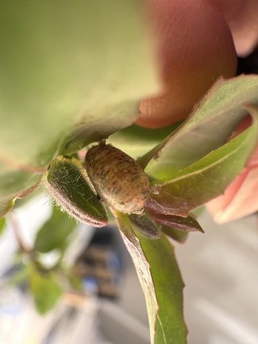 Common Loopwing Aphideater photo 4