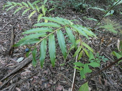 Alpinia arundelliana