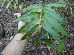 Alpinia arundelliana