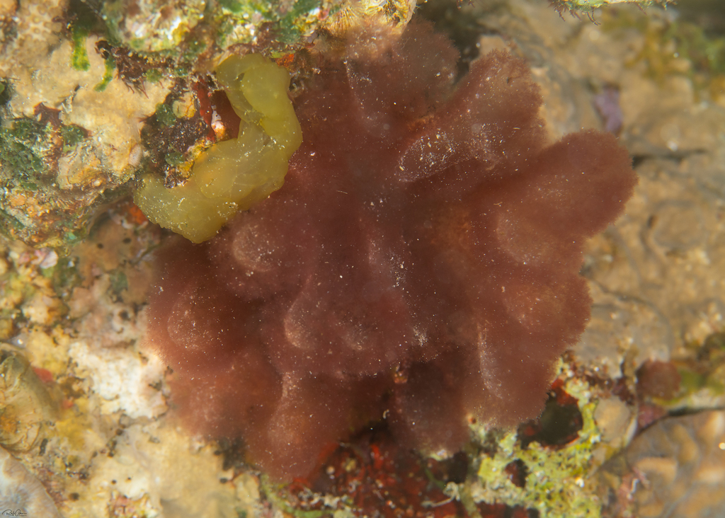 Gibsmithia eilatensis