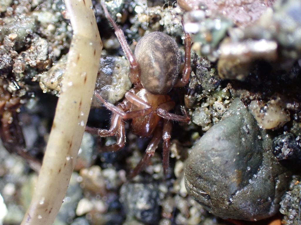 Morose Woodland Spider