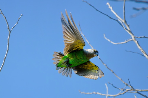 Brown-headed Parrot (Poicephalus cryptoxanthus)