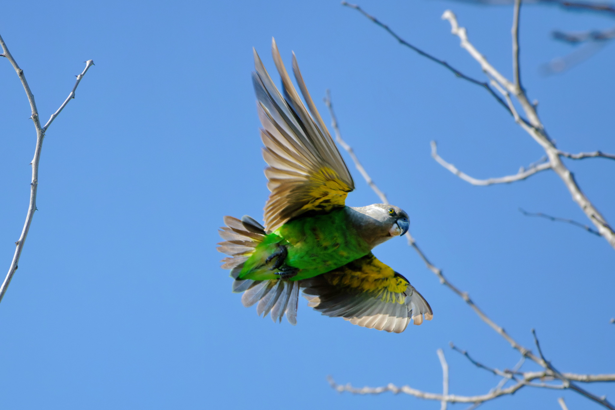 Brown-headed Parrot (Poicephalus cryptoxanthus), photo 1