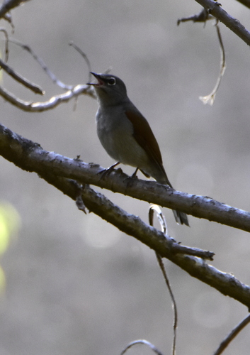 Brown-backed Solitaire (Myadestes occidentalis), photo 8