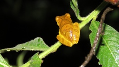 Dendropsophus minutus