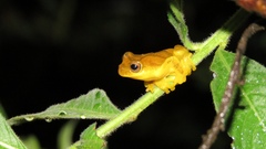 Dendropsophus minutus