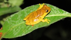 Dendropsophus minutus