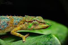 Ranomafana Nosed Chameleon photo 2