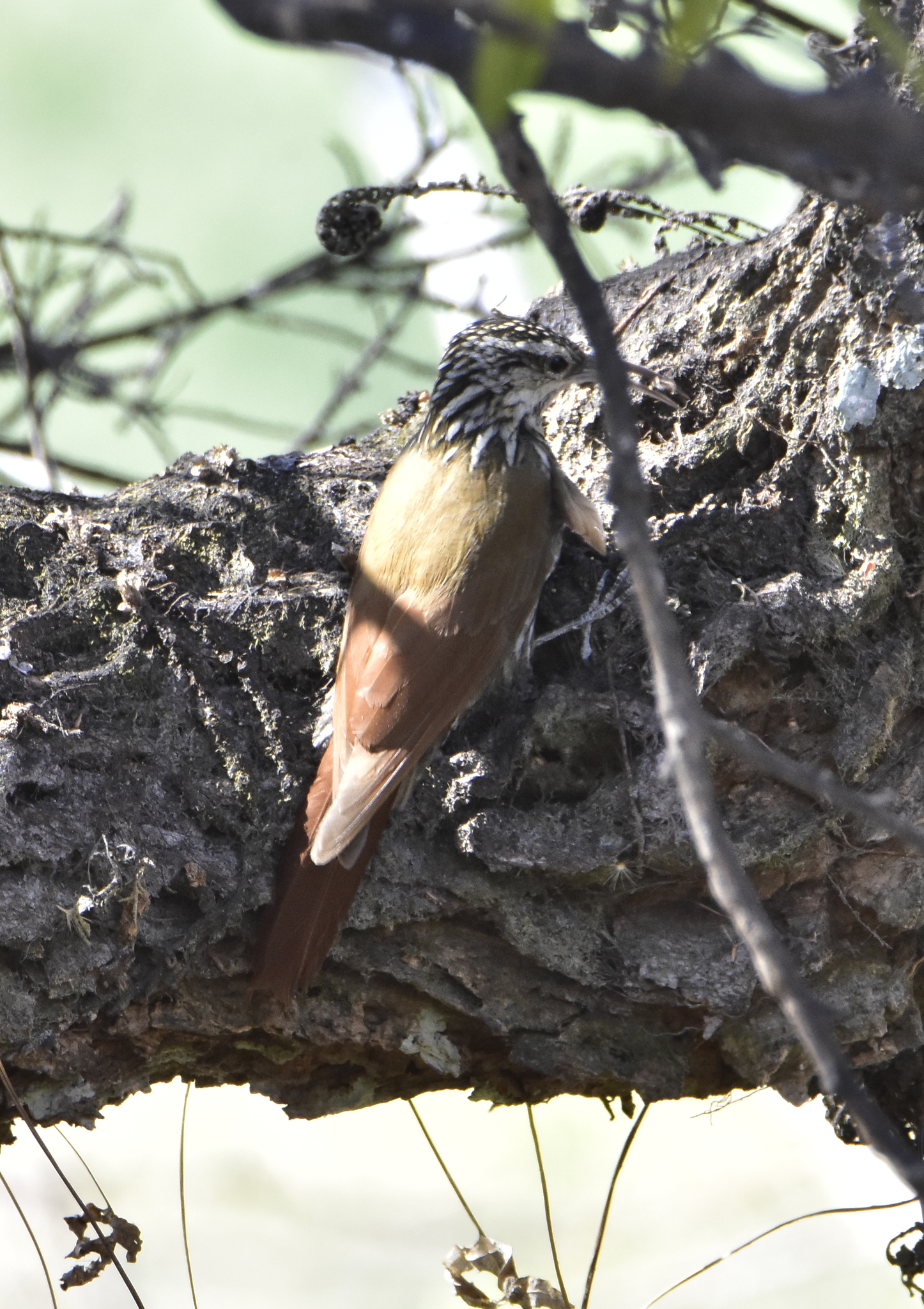 White-striped Woodcreeper (Lepidocolaptes leucogaster), photo 2