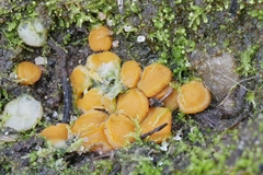 Ramsbottomia crechqueraultii