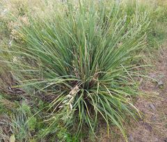 Iris lactea biglumis