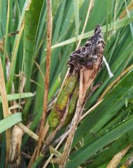 Iris lactea biglumis