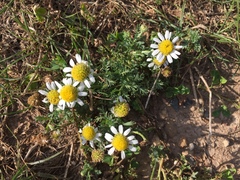 Anthemis arvensis
