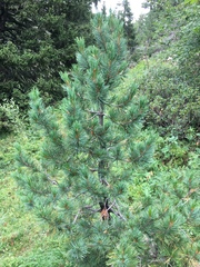 Pinus cembra