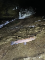 Climbing Galaxias photo 3