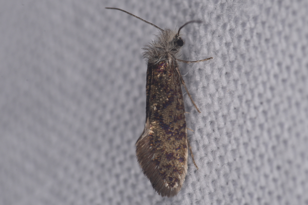 Dyseriocrania auricyanea