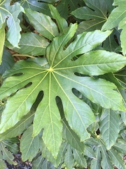Fatsia