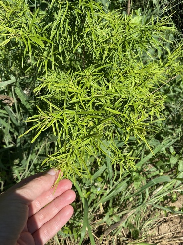 Needle-Leaved Spider Bush (Maerua rosmarinoides)