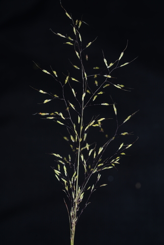 Capillipedium assimile
