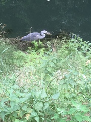 Ardea cinerea