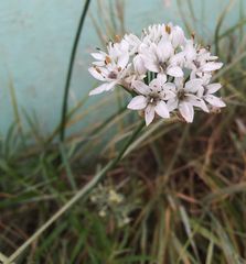 Allium ramosum