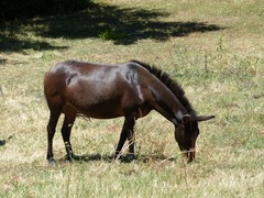 Equus asinus × caballus