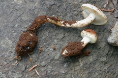 Hypholoma radicosum
