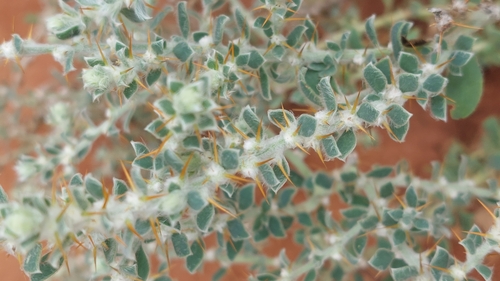 Image of Sclerolaena birchii by (c) Ruth Palsson, some rights reserved (CC BY-SA)