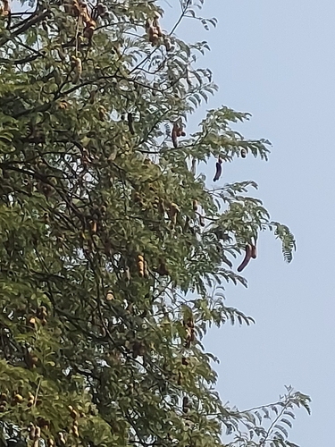 Tamarindus indica